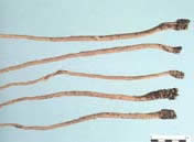 �в�ҩ��:������ҩ�Ĳ�ɫͼƬ