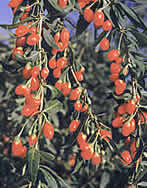 �в�ҩ��:���ֲ���ɫͼƬ