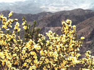 ���ɹŰ�ͷ�оŷ�ɽ