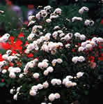 �в�ҩ��:�ջ�ֲ��ͼƬ