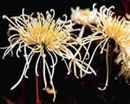 中草药材:菊花图片